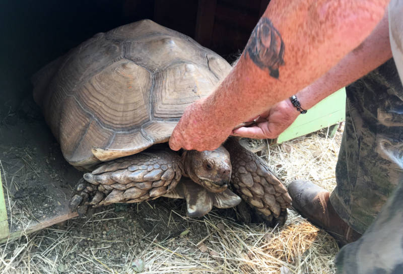Ken Hoffman lifts a large tortoise out of its hut.