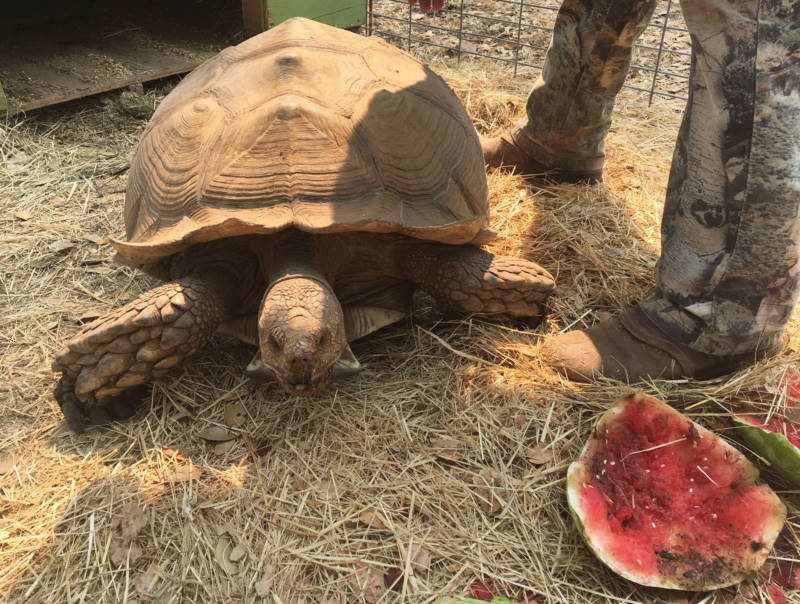 Shelly, aka 'Little Man,' about to chomp down on a special treat of watermelon at Ken and Kate Hoffman's sanctuary, Tortoise Acres.
