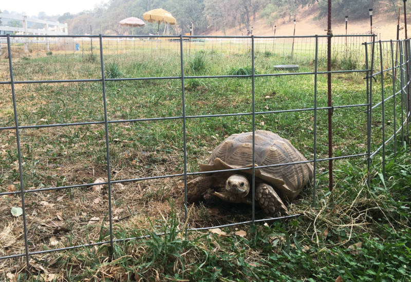 One of over 80 tortoises Ken and Kate Hoffman have rescued from across the United States.