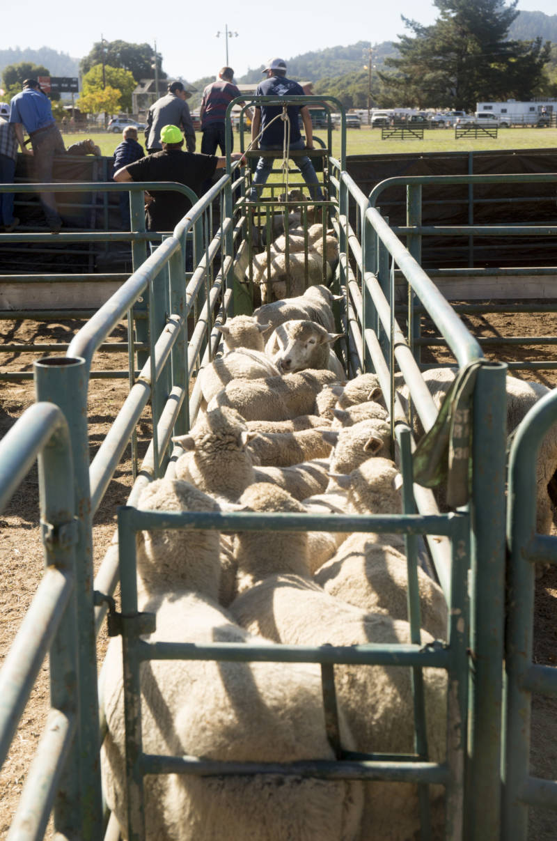 Sheep waiting to be let out for the sheepdog trial at the Mendocino County Fair on September 16, 2018. Three sheep will be released for each dog's trial. The sheep and dogs have never worked together before, adding an extra element of difficulty to the competition.