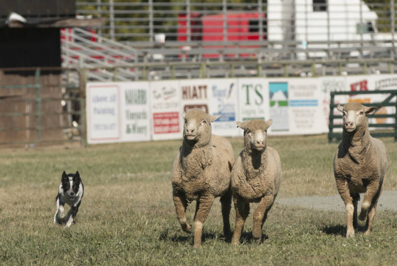 Four-year-old Timbre chases her sheep in the first round of the sheepdog competition. A young dog compared to other competitors, Timbre moves very quickly and startles the sheep while corralling them.