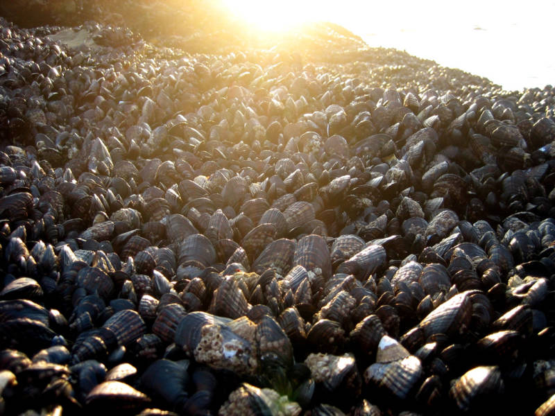 Mussel (like those pictured here), clam and oyster shells give shellmounds their name.