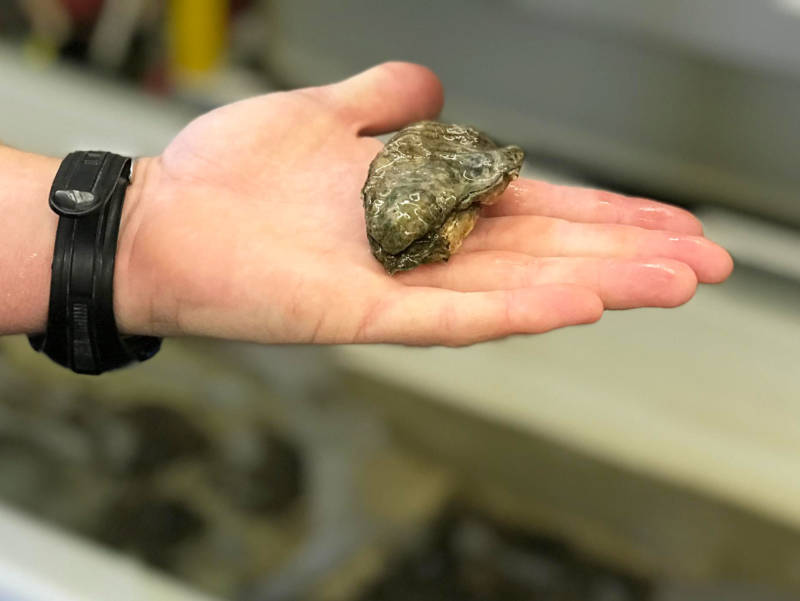 Researcher Daniel Gossard holds an adult Olympia oyster in his hand. Researchers took 50 adults out of Elkhorn Slough and brought them to a lab to reproduce. The adult stock will stay at the lab to reproduce again in the future.