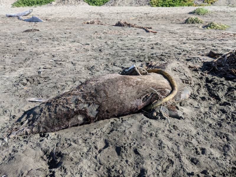 The citizen scientists also came across a dead sea lion during the bioblitz. Johnson says researchers from the Marine Mammal Stranding Network will take the animal's head to try and determine what happened.