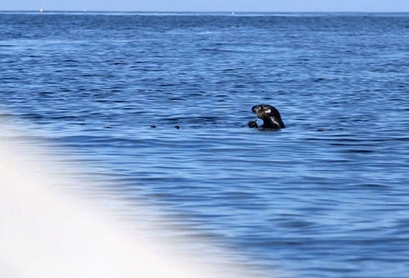Two young sea otters, Langly and Sprout, were released into the wild this week after being rehabilitated by The Marine Mammal Center and Monterey Bay Aquarium.