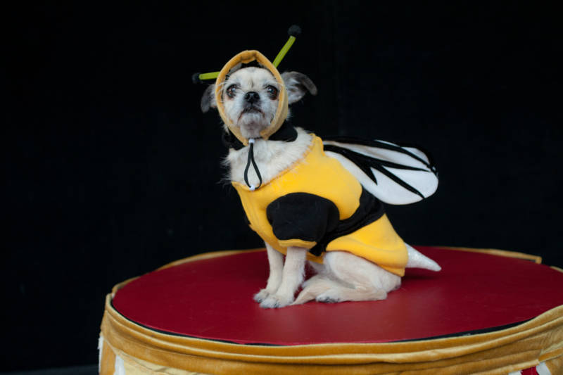 Isabella Rossellini's dog Pan in a bee costume.
