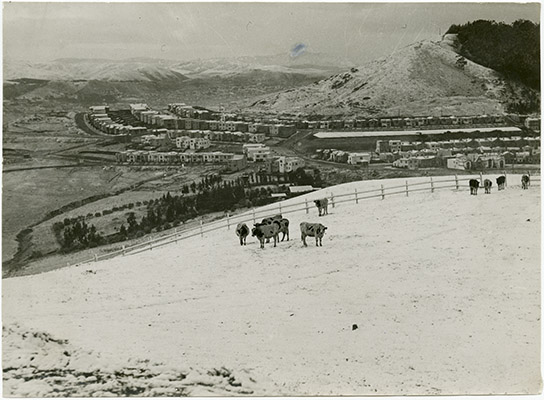 Cows in the snow on Twin Peaks, houses in background.