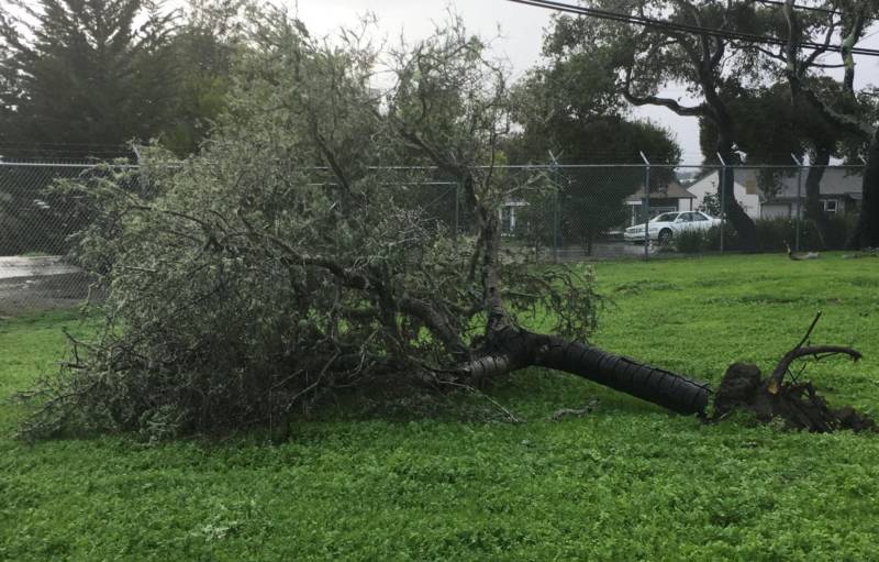 A downed tree behind the National Weather Service Forecast Office in Monterey.