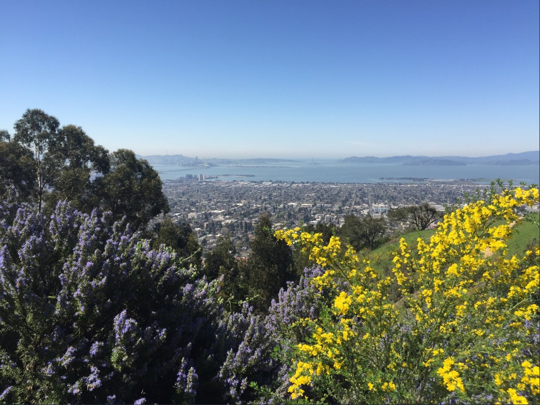 Rosemary and French Broom -- both invasive species -- in the Berkeley Hills