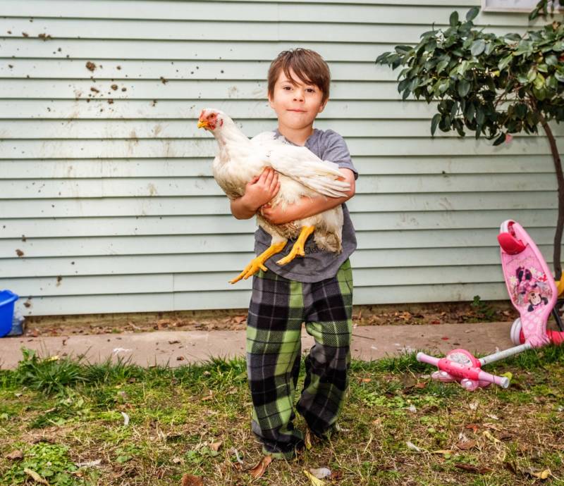 Aden, 6, with one of the family's several rescued factory chickens in Atwater.