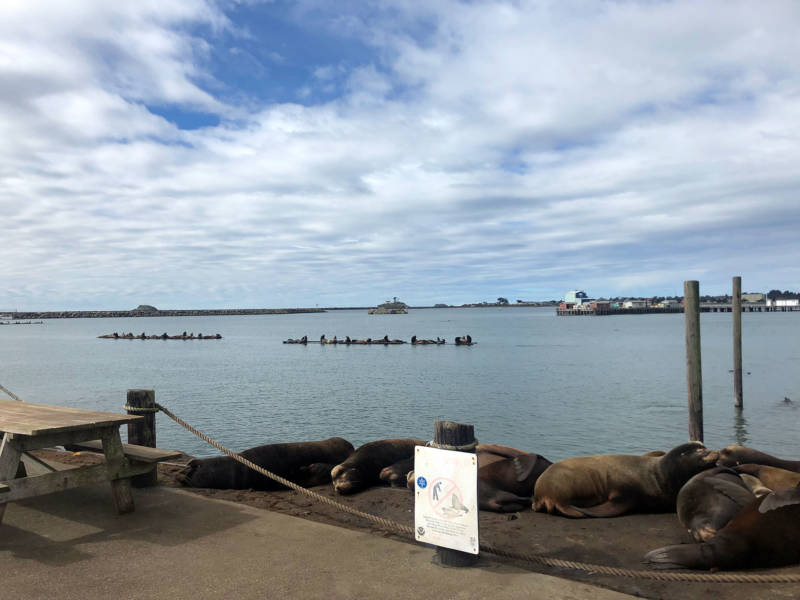 Sea lions crowd the docks at Crescent City. Warming waters have also impacted them, reducing their food source and exposing them to dangerous levels of domoic acid, a neurotoxin. 