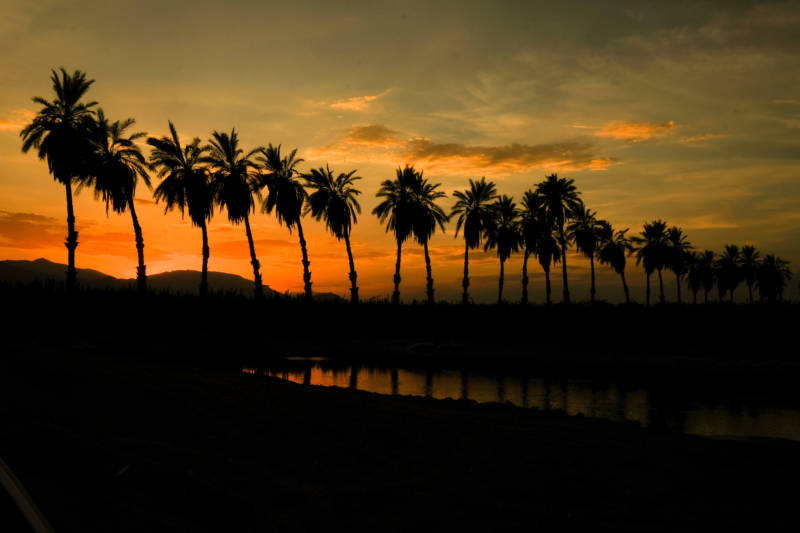 Palm trees in the Eastern Coachella Valley.