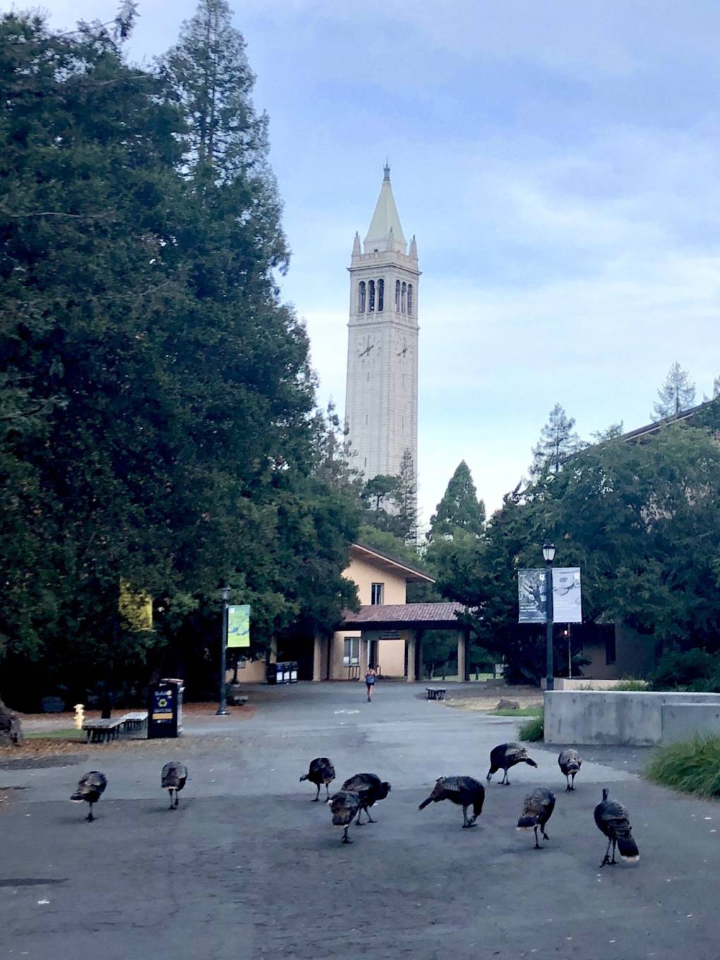 Wild Turkeys in front of the campanile at the University of California at Berkeley campus.