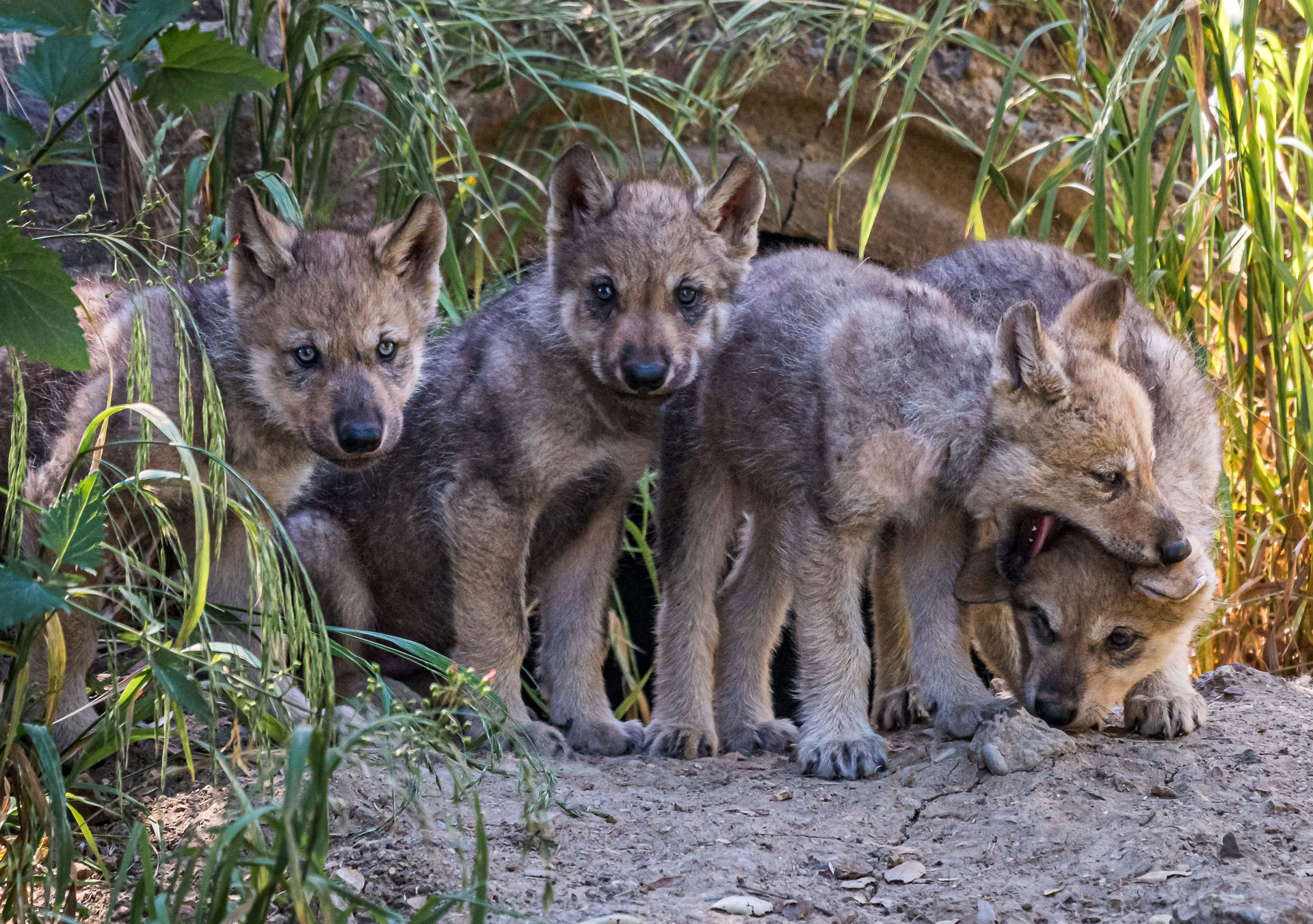 Wolf Pups Emerge From Den at Oakland Zoo to Begin Goodwill Mission | KQED