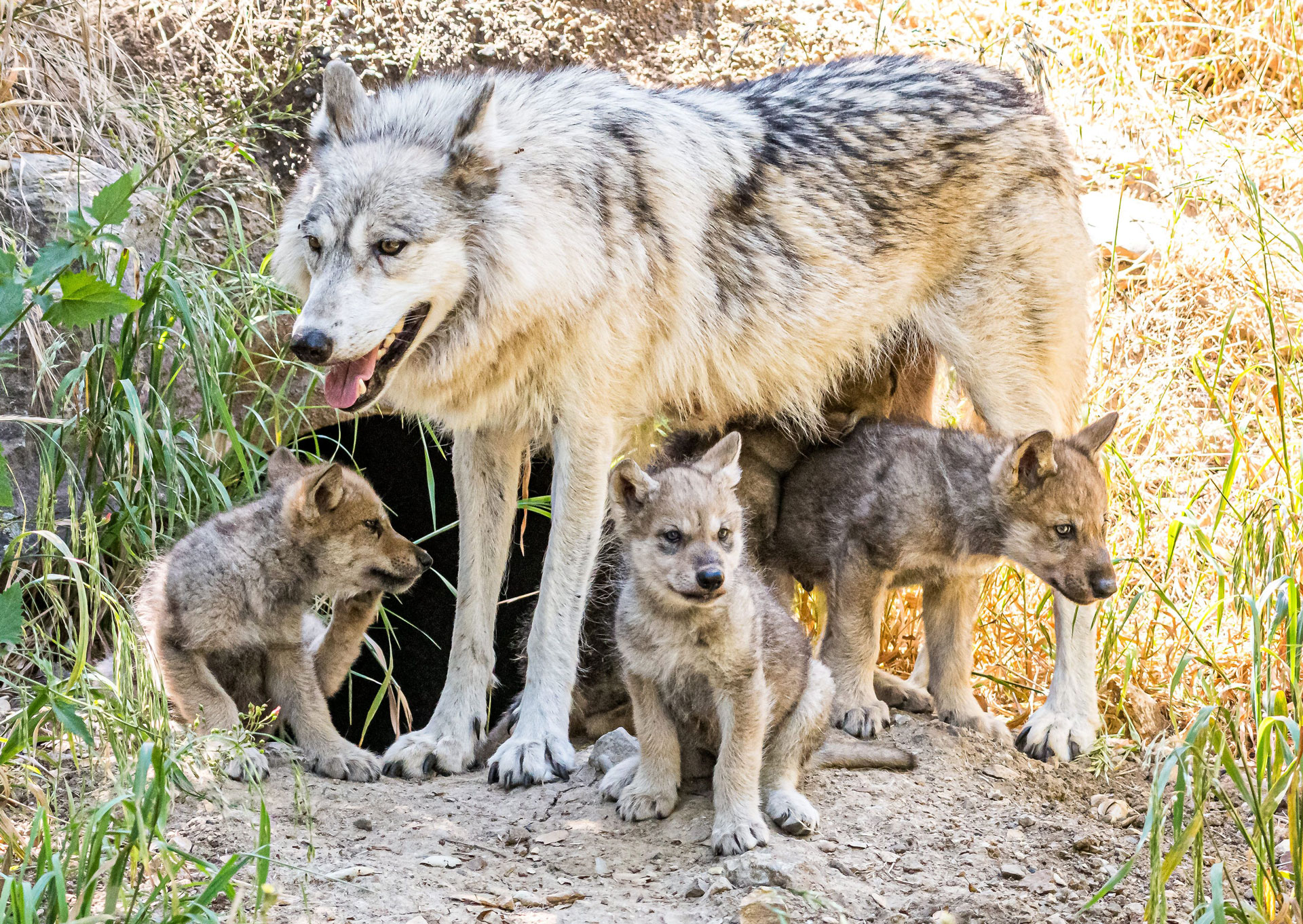 wolf-pups-emerge-from-den-at-oakland-zoo-to-begin-goodwill-mission-kqed