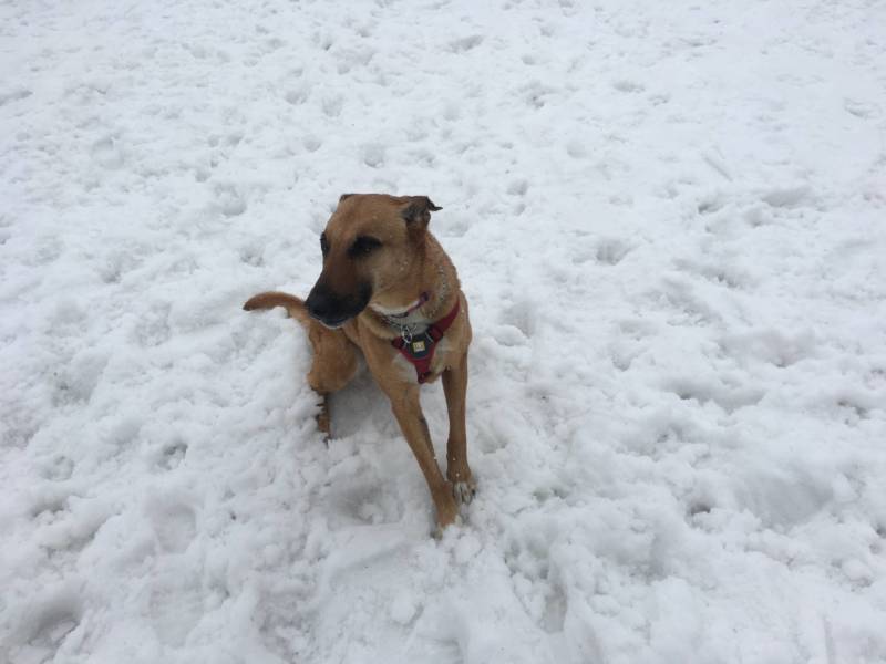 Kaya does a quick turn, and her tail stands straight up, when she's found something in the snow.