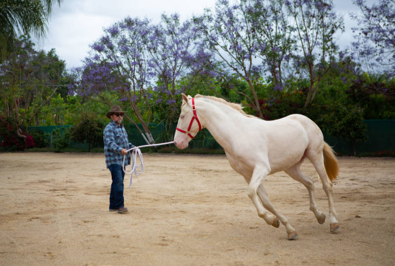 Juan Rivera with one of their horses, photographed on May 26, 2019 in Chino.