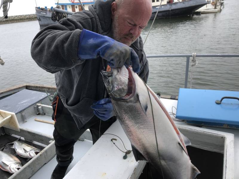 Commercial fisherman Mike Hudson off-loads a boat full of chinook salmon at Pillar Point Harbor in Half Moon Bay.
