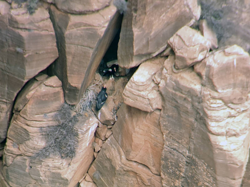 This March 2019 photo taken through a spotting scope and provided by the National Park Service shows a condor nesting site in Utah's Zion National Park. Park rangers estimate the California condor hatched in May, nestled in a crevice of a sweeping red-rock cliff.