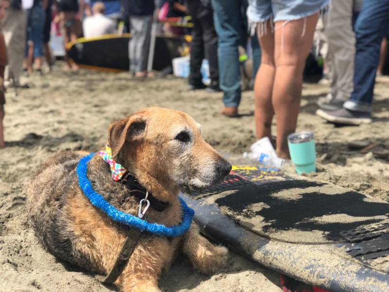 Beezel, who “retired” from competitive dog surfing this year, according to his owner Katie Lane, who drove up from San Diego for the event.