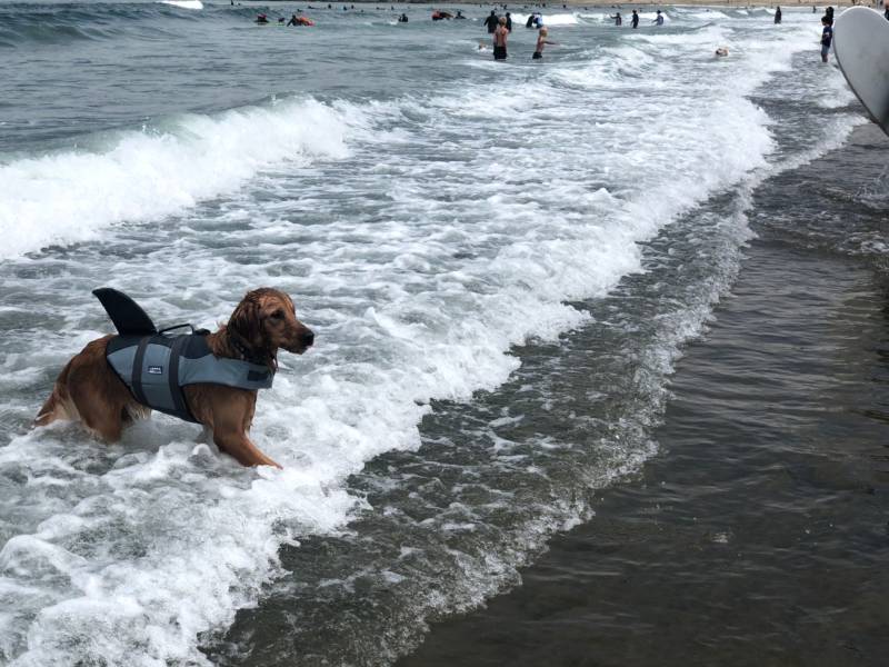 Murphy, a one year old dog who didn’t surf in the competition, plays in the water for the first time in his life. His owner, Vickie Nguyen, bought the shark outfit online and it arrived yesterday. Just in time for the event.