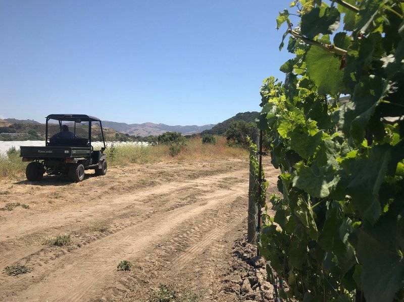 Kathy Joseph looks out over the recently planted cannabis farm from her ATV. Her pinot noir grapevines are growing to her right.