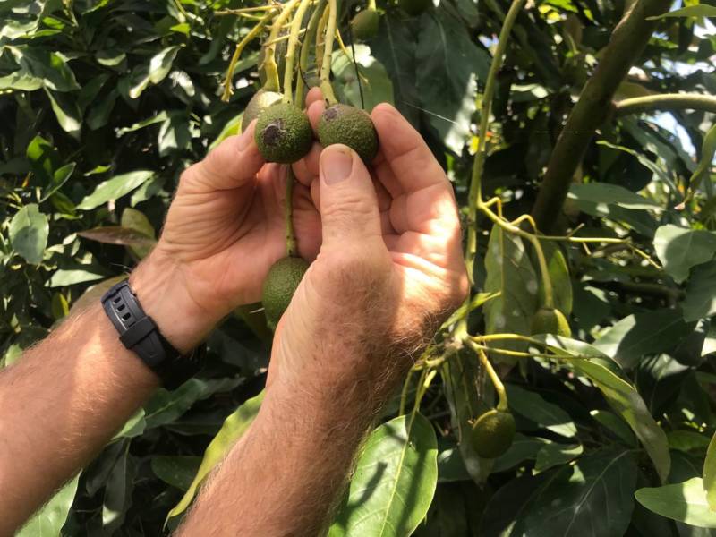 Scott Van Der Kar shows the scarring caused by avocado thrips after he couldn't spray his usual pesticides.