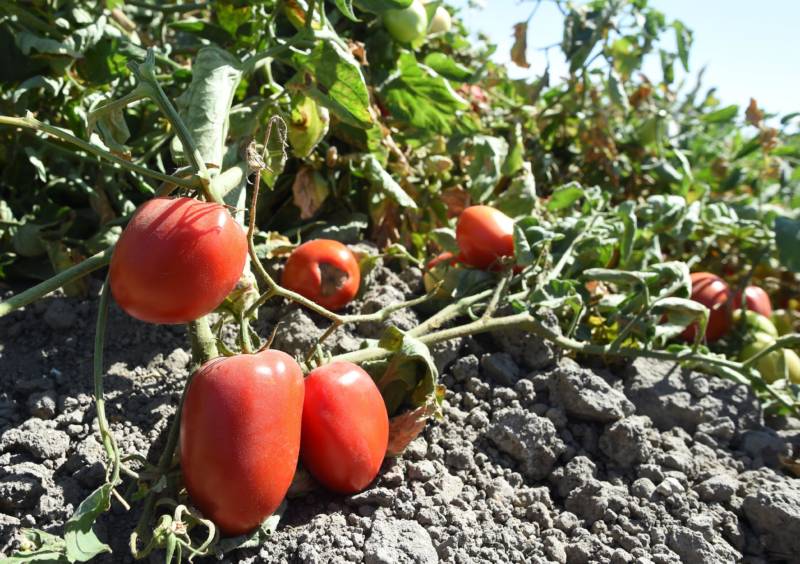 Tomatoes remain in a field in Los Banos after harvest. 