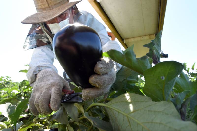 Rafael Santos picks eggplants for Sunnyside Packing at a field in Sanger.