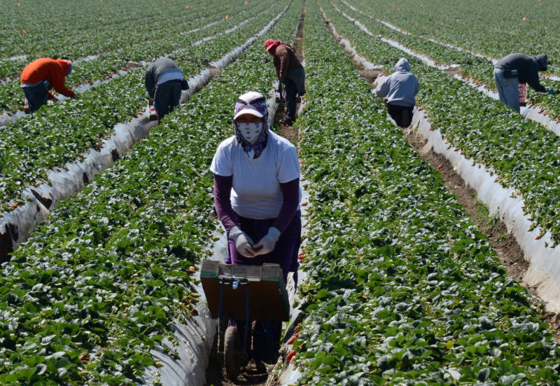Migrant workers harvest strawberries at a farm March 13, 2013 near Oxnard, California. 