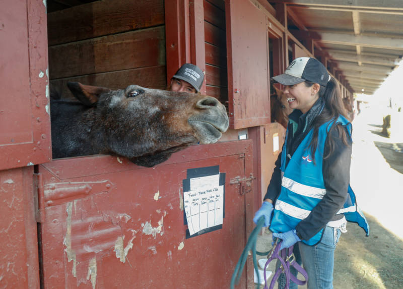 UC Davis veterinary students Grace Bloom (L) and Briana Hamamoto-Hardman (R) do a medical checkup on horse Bella who was evacuated from the Kincade Fire.