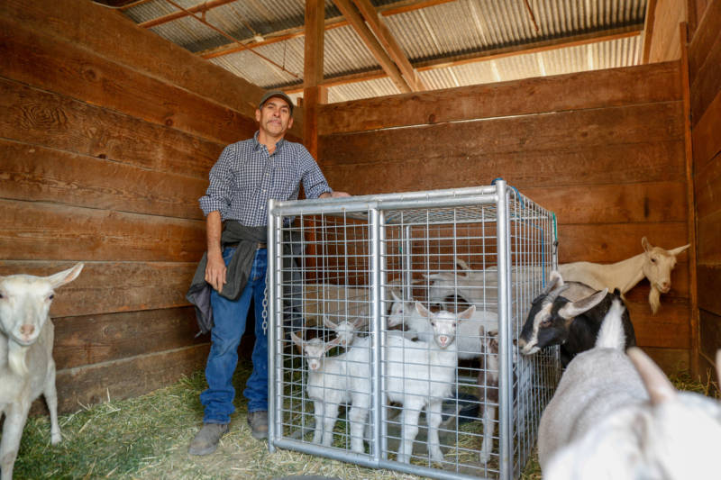 Livestock owner Moises Lopez had to evacuate his goats to the Sonoma County Fairgrounds on Oct. 27, 2019, to escape the encroaching Kincade Fire.