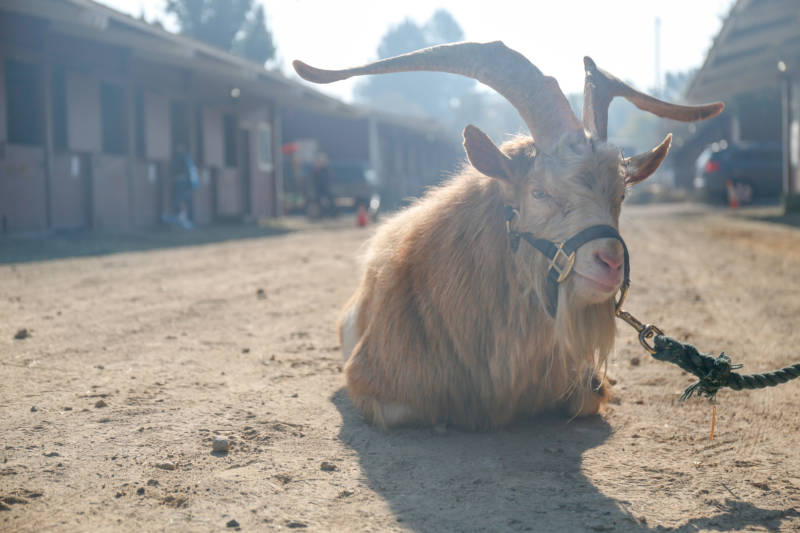 This British Guernsey goat belonging to farm owners Catherine and Brian Shapiro was among many large animals evacuated during the Kincade Fire to the Sonoma County Fairgrounds on Oct. 27, 2019.