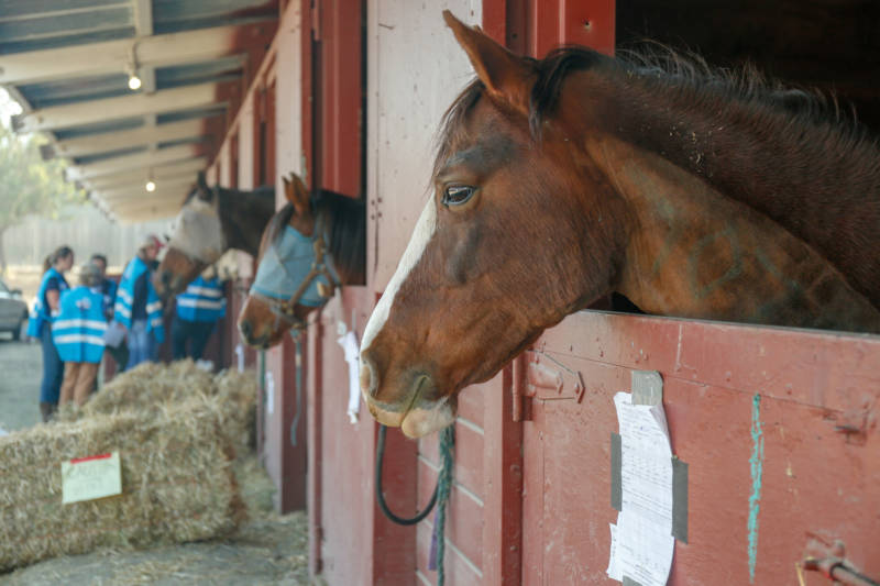 Yonder Hills Farm owner Kathy Jorgenson's barn burned down in the Kincade Fire. Nineteen of her horses were evacuated to Sonoma County Fairgrounds on Oct. 27, 2019.