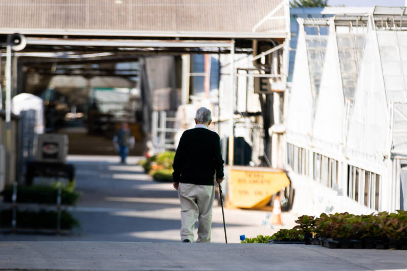 Harry Higaki, 99, walks alone down a row of greenhouses at at Bay City Flower Company in Half Moon Bay on Oct. 29, 2019. Harry is the son of the original owner Nobuo Higaki who started the business over 100 years ago. Next month the company will close its doors.