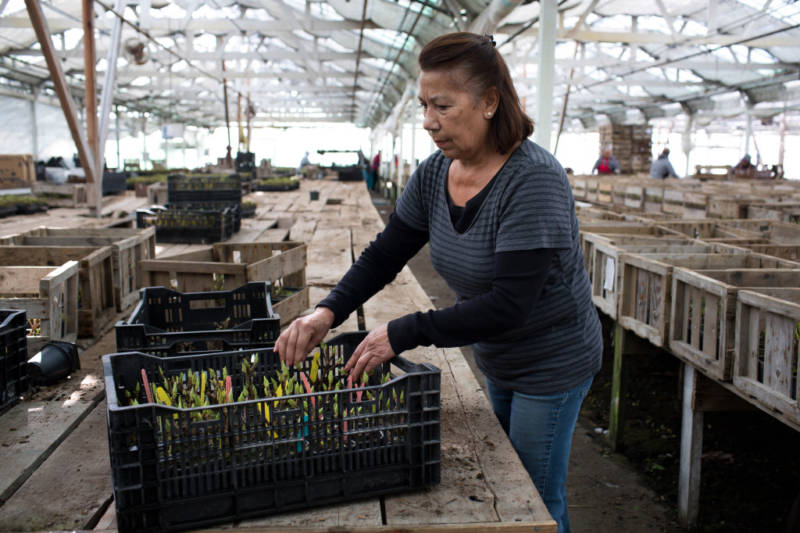 Rosa Marriquez picks out some flowers at Bay City Flower Company in Half Moon Bay on Oct. 29, 2019. Marriquez started working at the company in 1979. After more than 100 years in business the company will be closing, leaving many like Marriquez out of work.