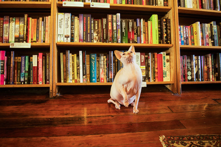 Meet 9 Bookstore Cats From Around the Bay Area by Ashley Urdang for KQED Arts