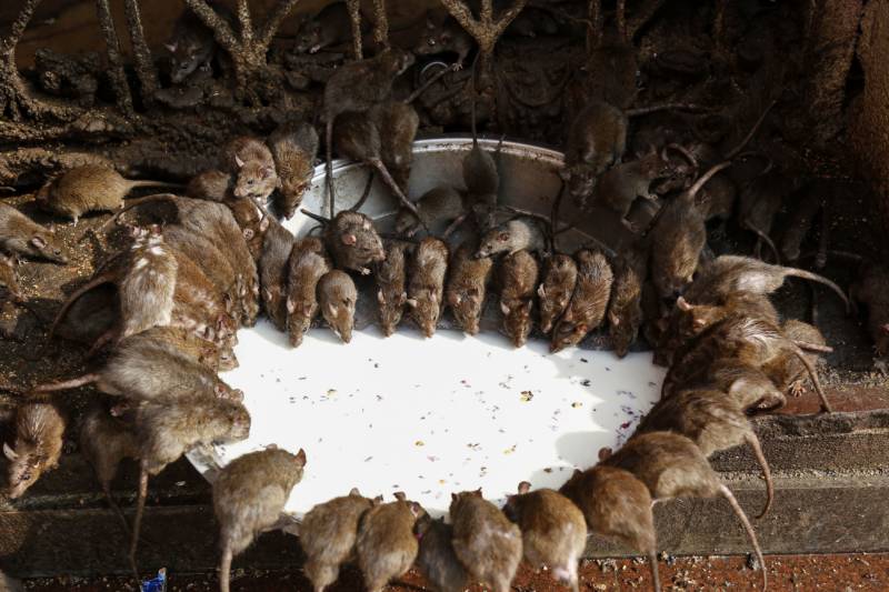 Rats drink from bowl of milk at the Karni Mata temple in Deshnoke, Rajasthan on December 24, 2018. Hindu devotees offer prayers and donate milk to the rats in a tradition thought to contribute to the betterment of their family and wider society. 
