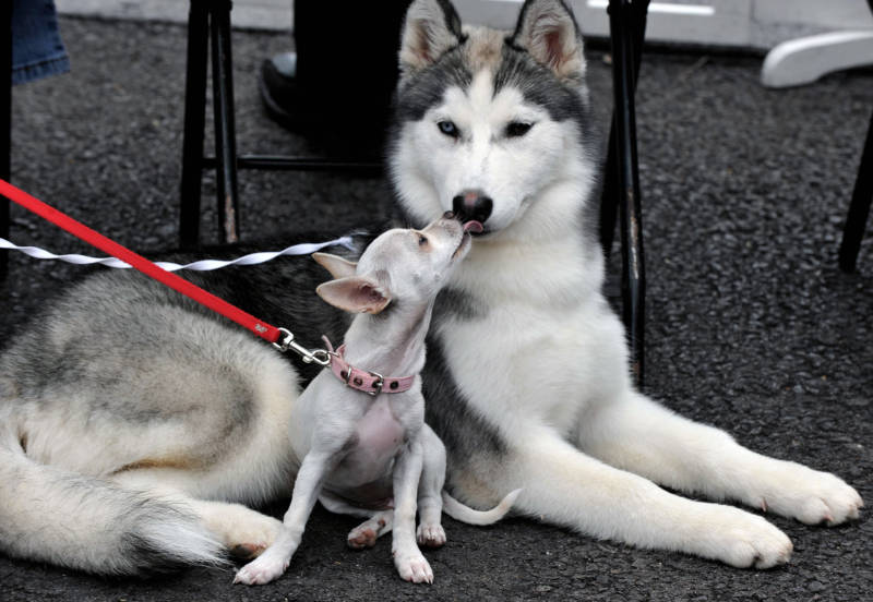 This Siberian Husky is making friends with this Chihuahua. The two are in good company—Chihuahuas are the descendants of Techichi dogs, who date back to 300 BC. 