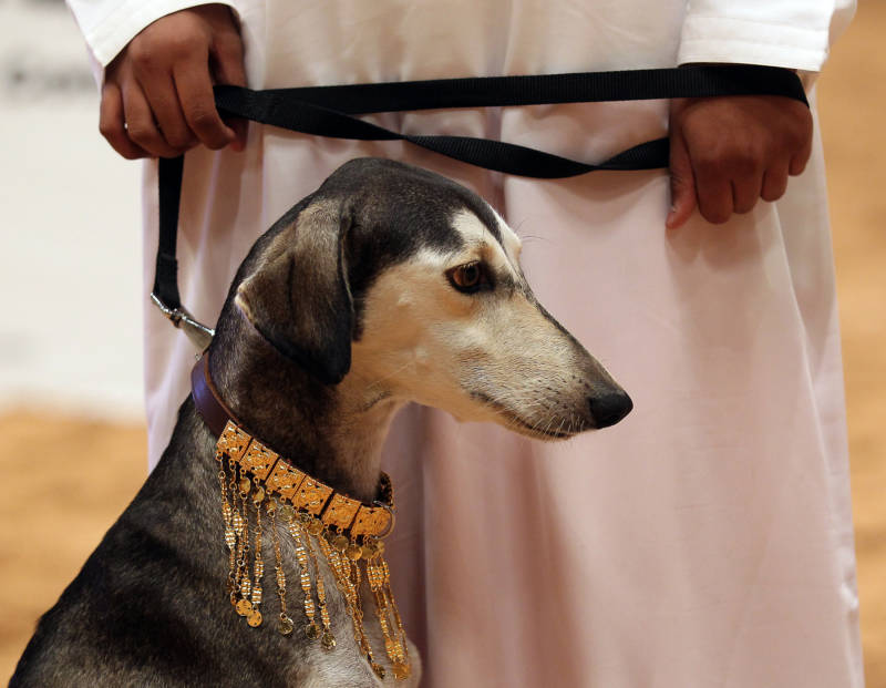 This Saluki dog has an ornate gold collar because of its noble ancestry... and also because it's taking part in a Saluki beauty contest, which is 100% a real thing in Abu Dhabi.