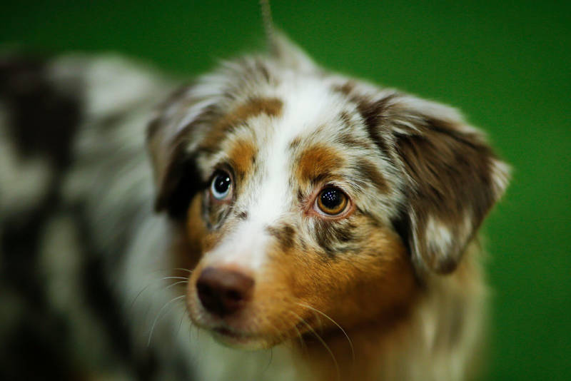 This ridiculously cute Miniature American Shepherd was one of seven new breeds who only became eligible to compete in the Westminster Kennel Club Dog Show in 2016.