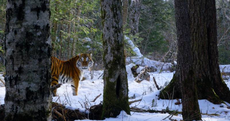 A Siberian tiger is caught on camera in the boreal forests of Russia's Pacific Coast.