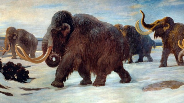 Woolly Mammoth Fossils Raise Red Flags on the Road to Extinction | KQED ...