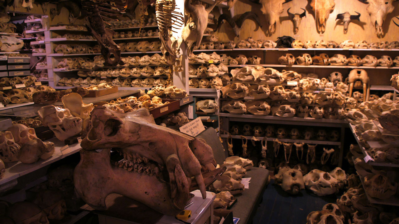 Bandar has almost 7,000 skulls and skeletons in his San Francisco basement