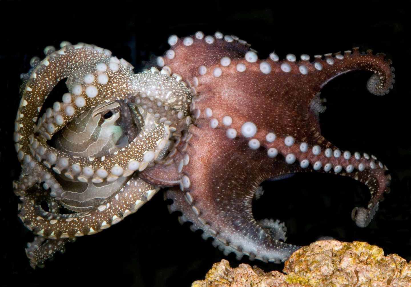 Harlequin Octopus Makes Scientists Question ‘AntiSocial