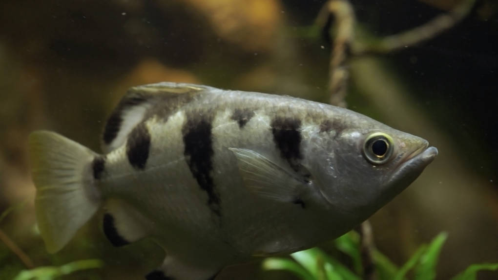 Archerfish like this one at the California Academy of Sciences live in the mangrove forests of Asia and Australia.