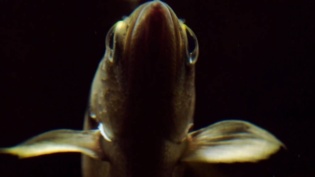 An archerfish eyes its terrestrial prey from underwater. 