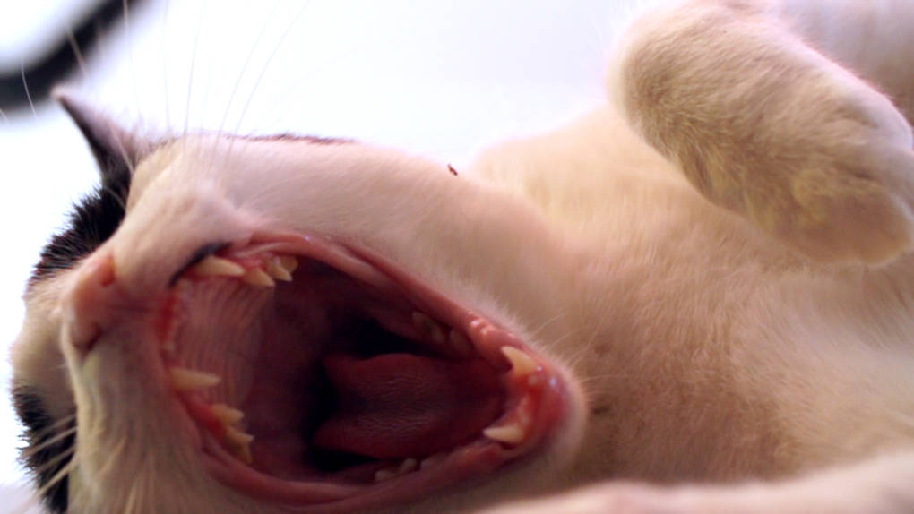 As dedicated carnivores, cat’s pointed teeth perform well when it comes to piercing flesh and tearing meat from the bone