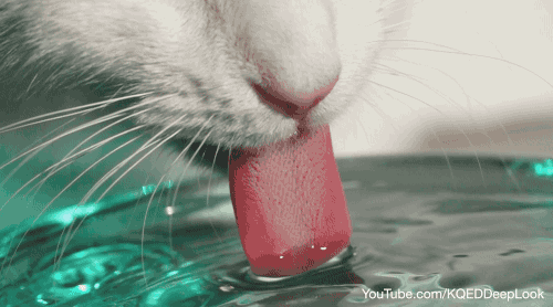 High speed video shows the column created when cats lap water