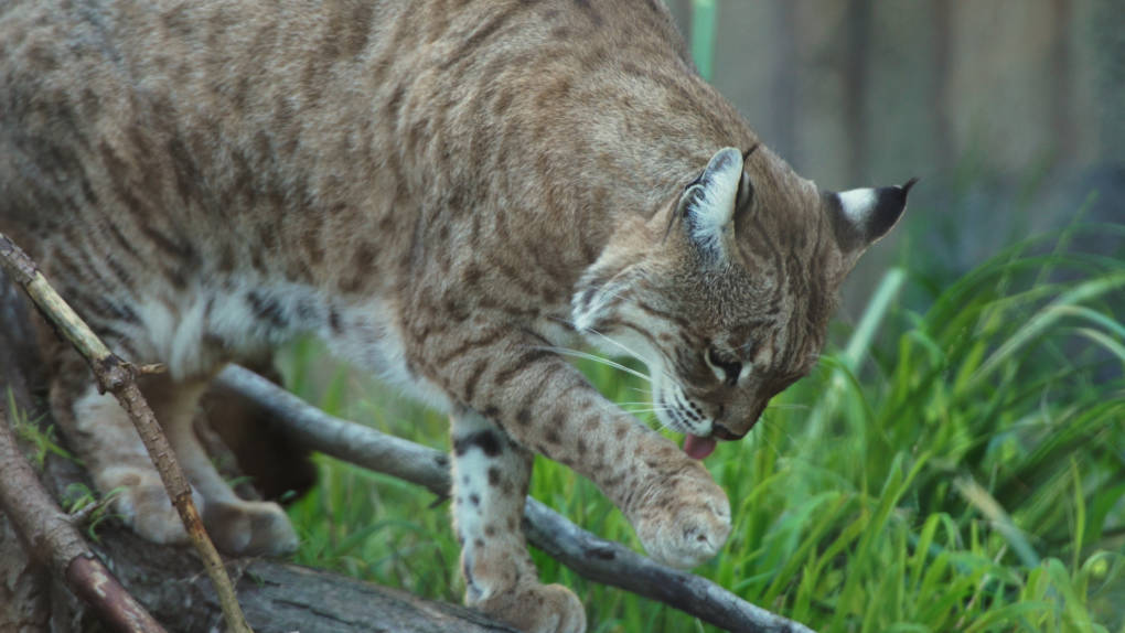 Like house cats, bobcats meticulously groom themselves in order to help hide from prey